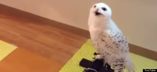 awkward owl
