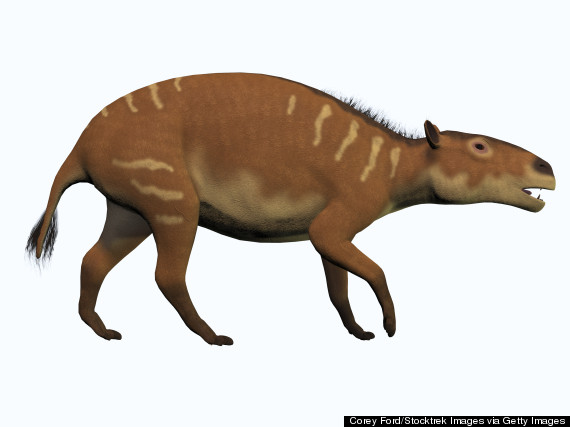 eurohippus