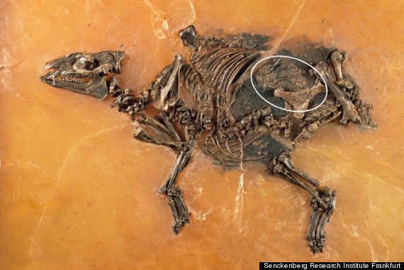 pregnant horse fossil