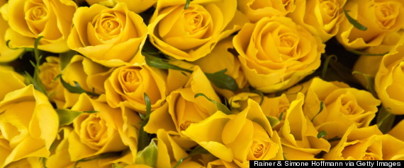 yellow roses1110