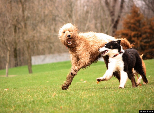 shaggy pines dog park