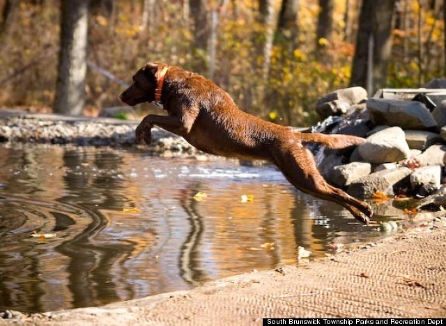 rocky top dog park