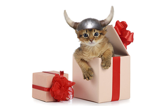 kitten box
