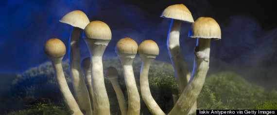 psilocybe cubensis