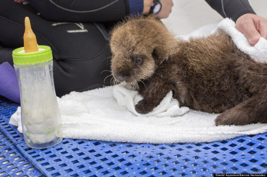 shedd bottle small