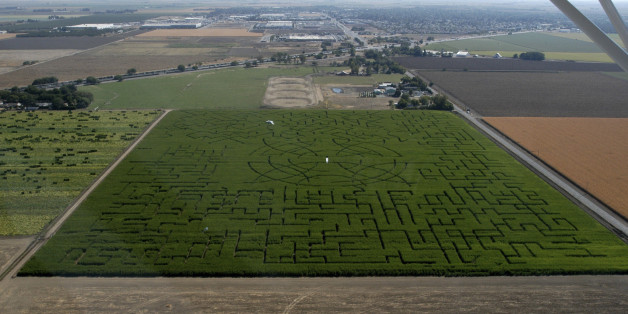 lost in corn maze