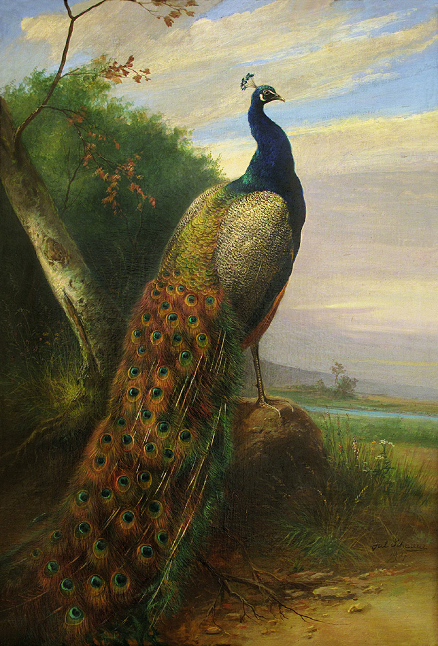 peacock