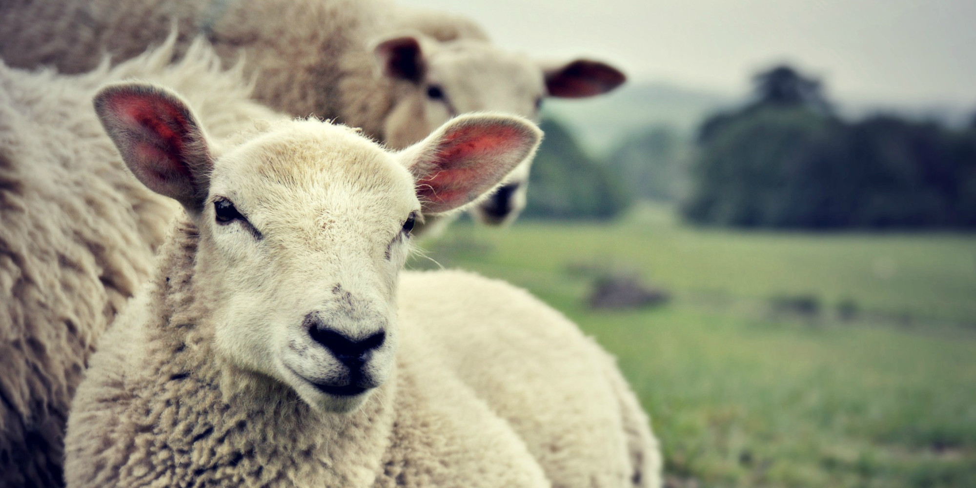 Ewe, Gross. Student Has Sex With Sheep In University Barn - Because He ...