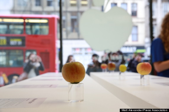 apple store display