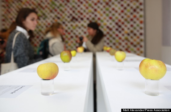 apple store apples