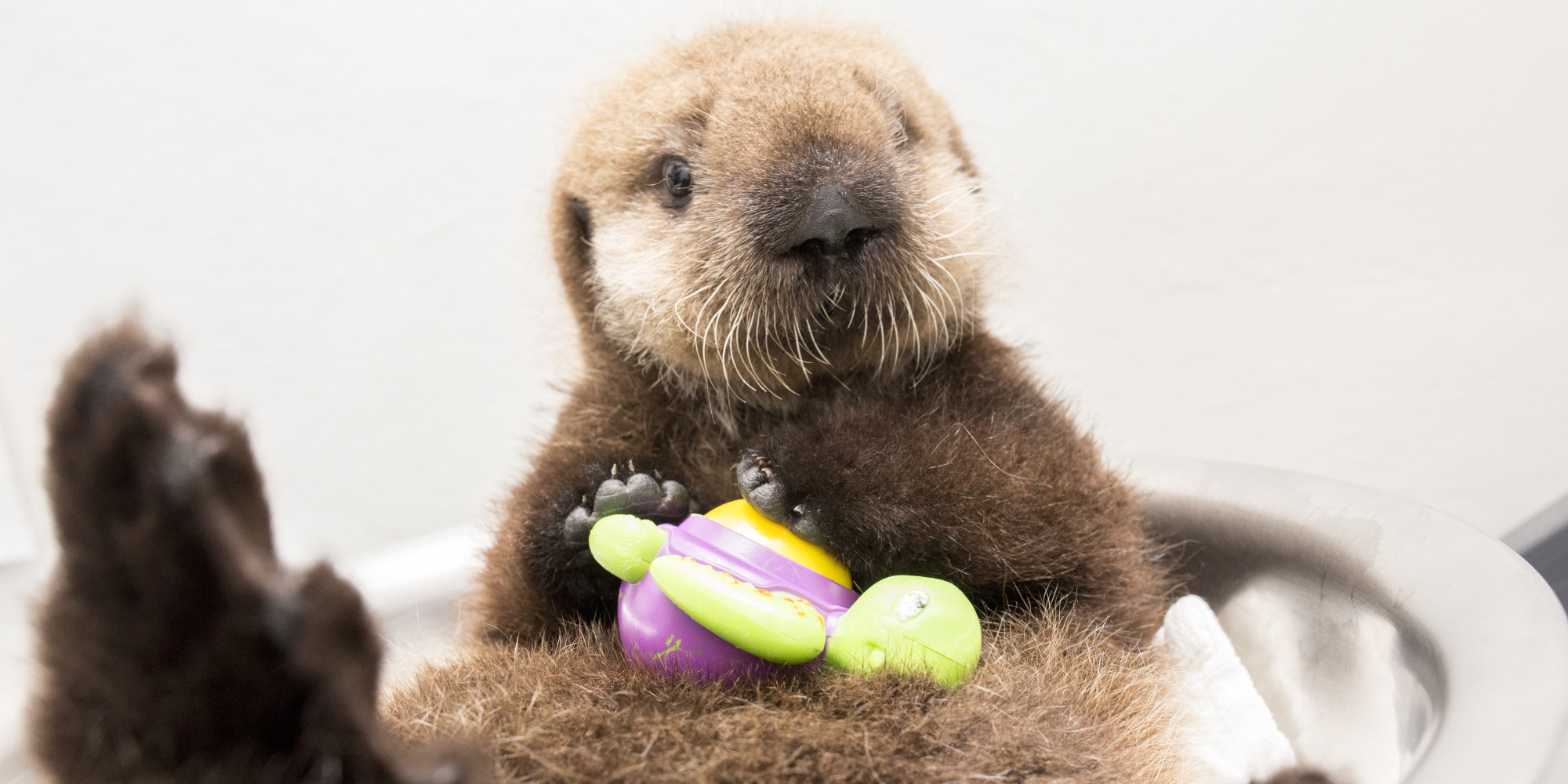 Take Some Time Out Of Your Busy Day To Chill Out With This Sea Otter ...