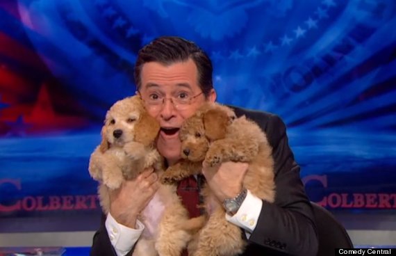 colbert puppies