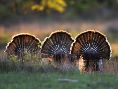 turkey tails