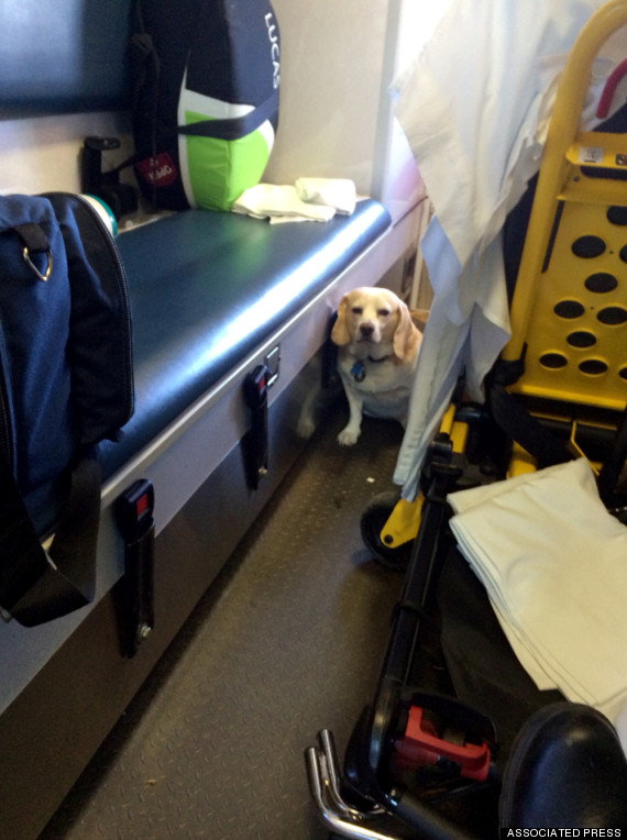 ambulance ride dog