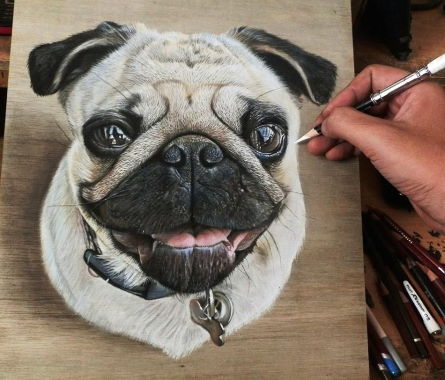 pug