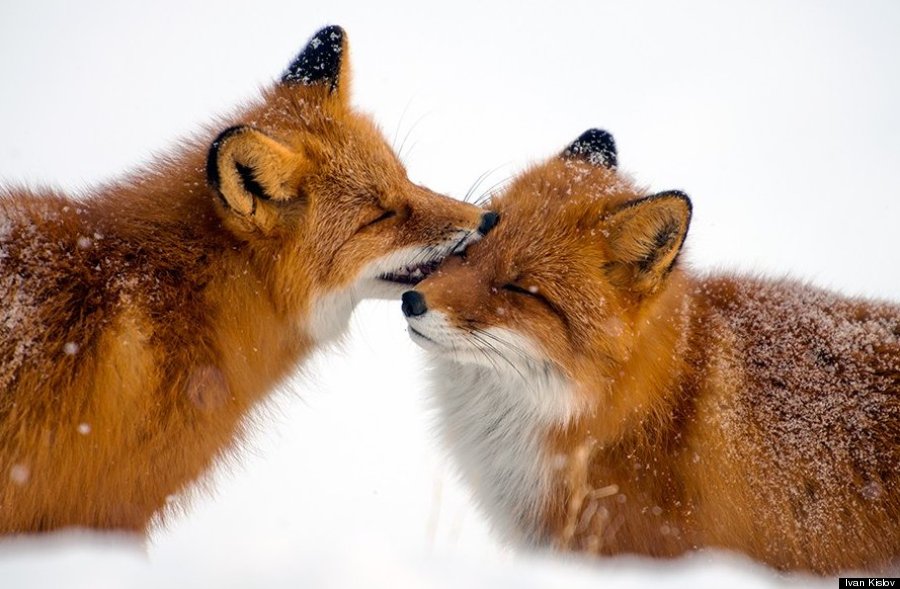 foxes