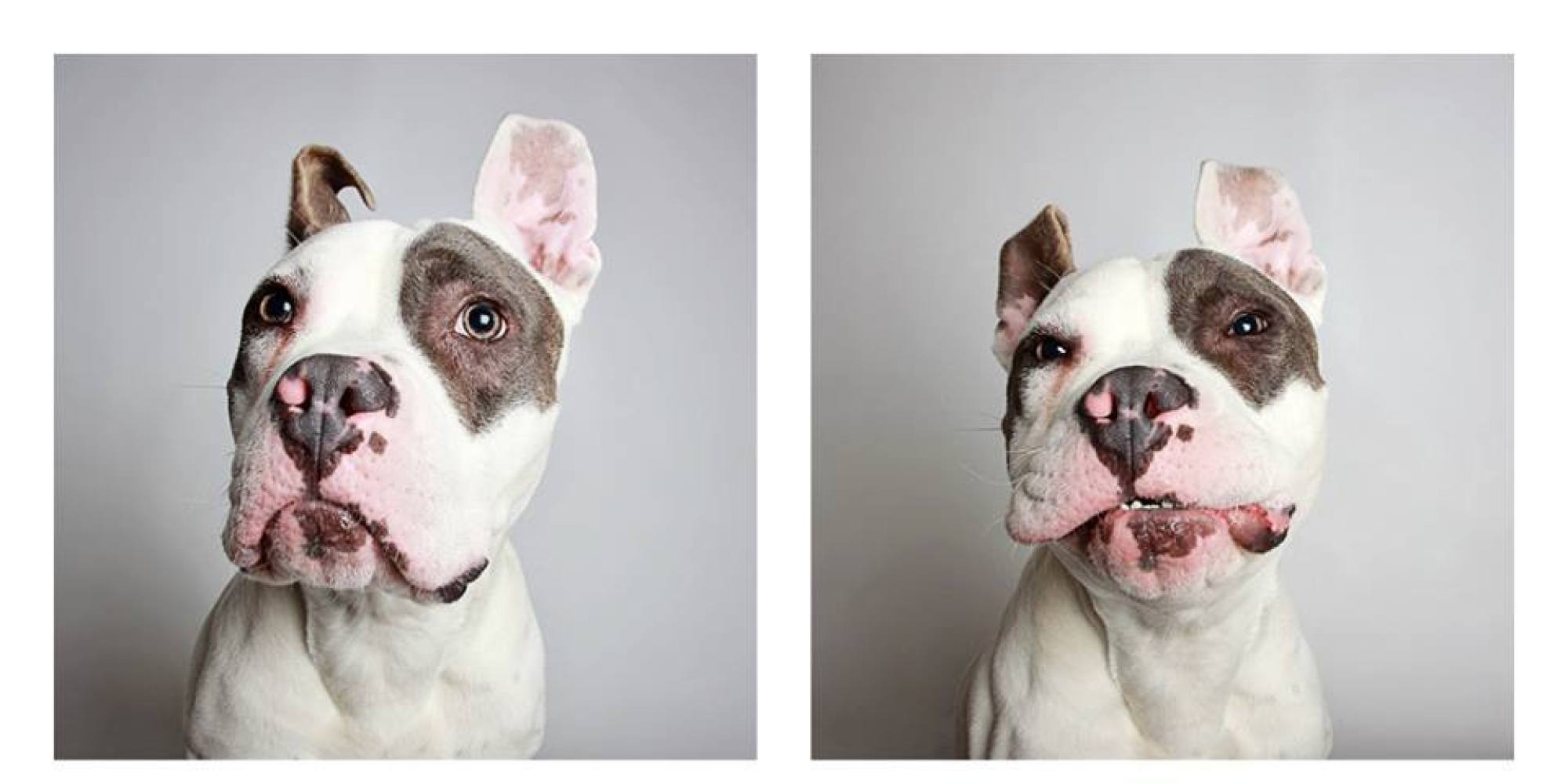 Pit Bull's Adorable Photobooth Shots Land Him A Forever Home | HuffPost