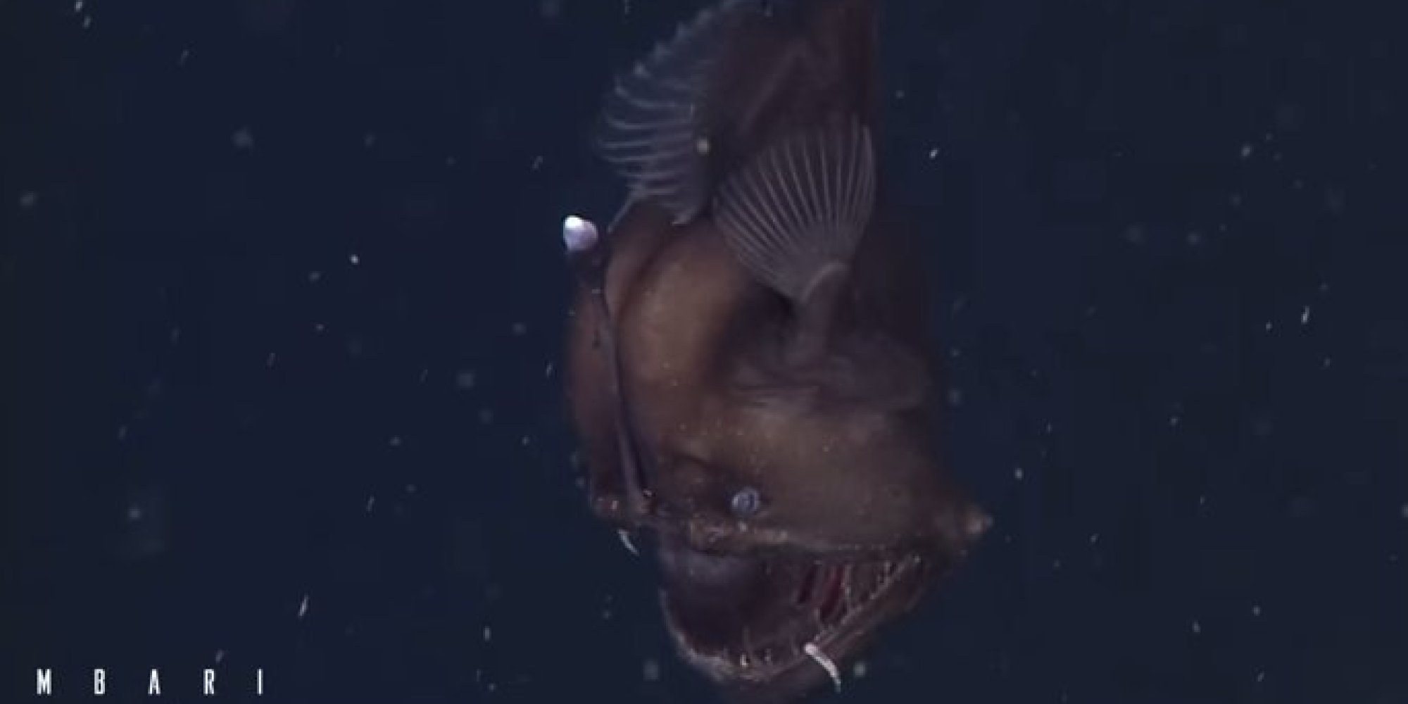 Black Sea Devil Fish Filmed For The First Time In California's Monterey ...