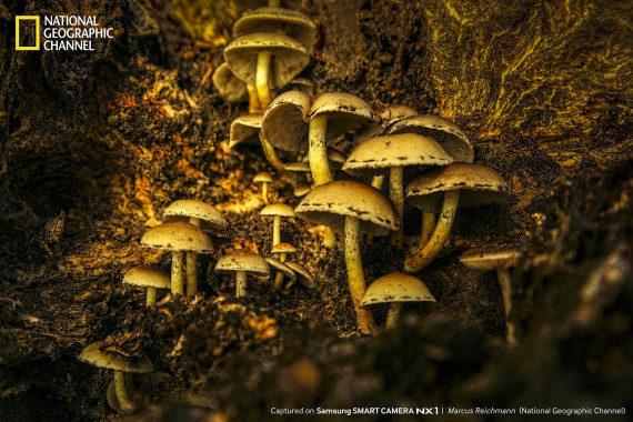 marcus mushrooms