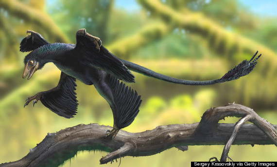 microraptor