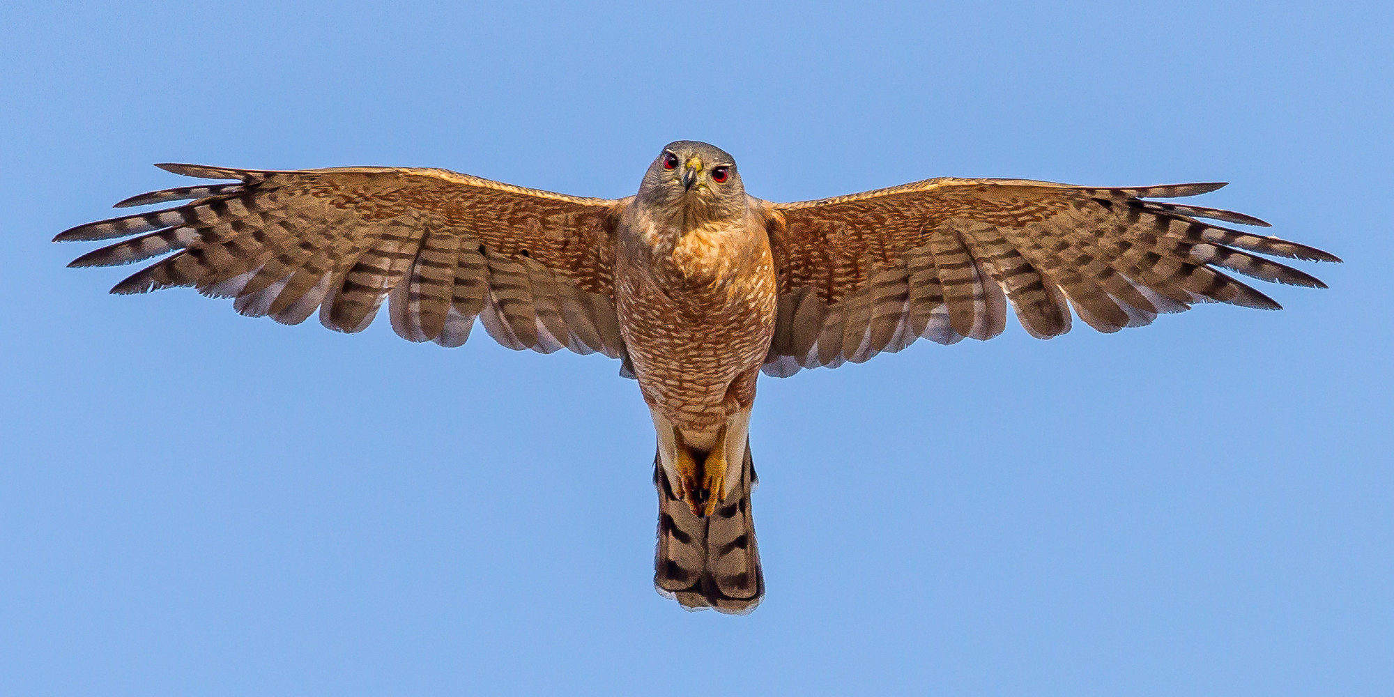 Canada's Laws To Protect Endangered Species Are Failing, Study Finds