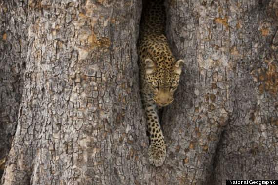 Leopard over everything! Give us all the fuzzy and leopard printed