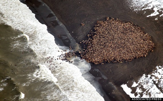 walrus