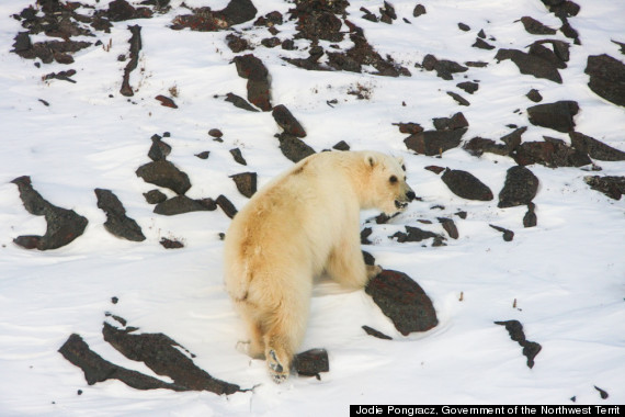 bear
