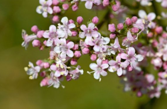 valerian