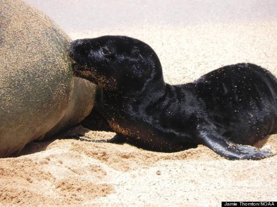 baby monk seal