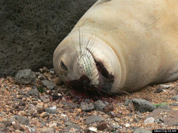 dead monk seal closeup