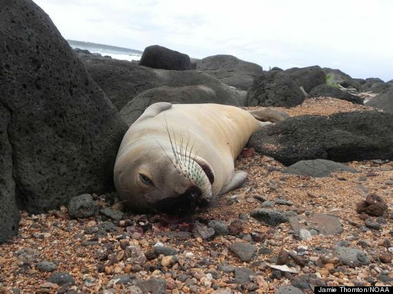 monk seal