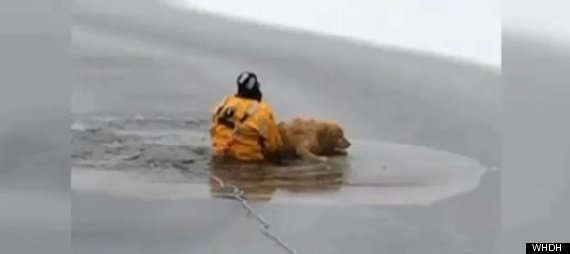 rescue