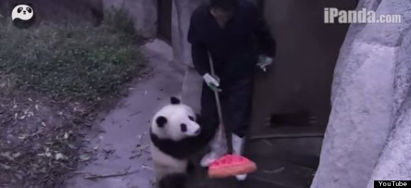 panda