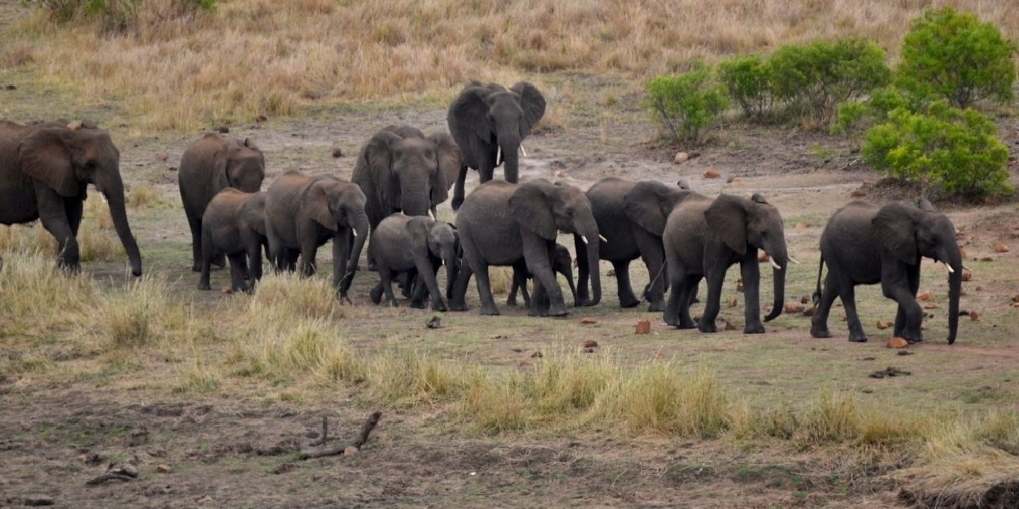 Africa's Top Safari Countries | HuffPost UK