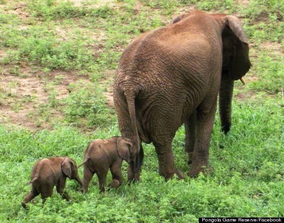 Rare Baby Elephant Twins Are A Delight To Watch