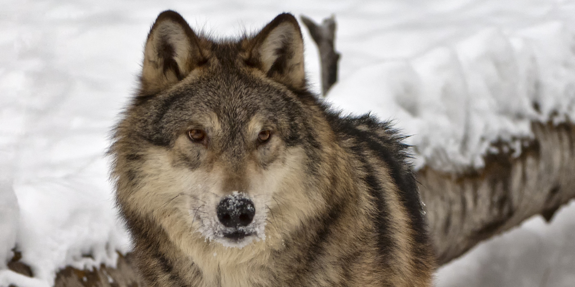 Researchers Kill 890 Wolves to Learn About Them: There's Something Very ...