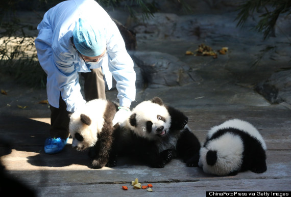 panda triplets