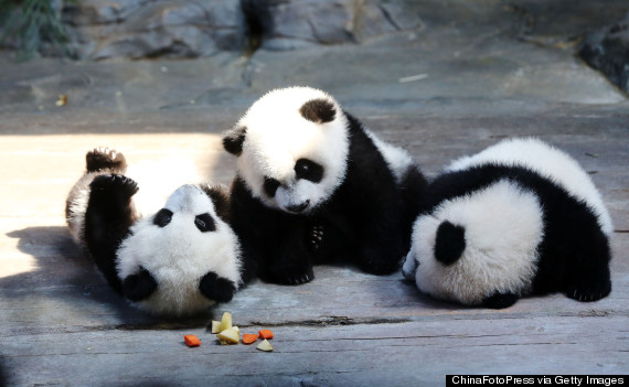 panda triplets