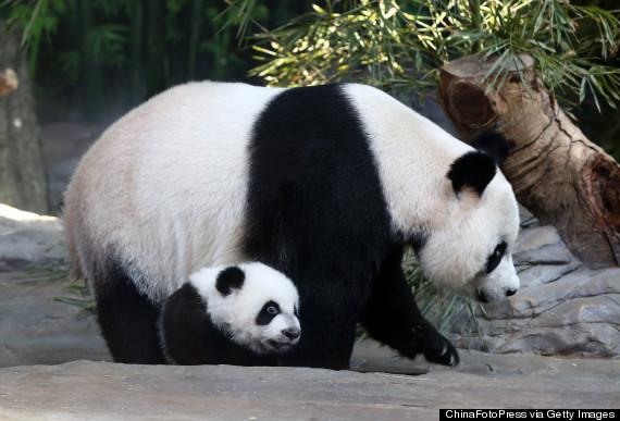 panda triplets