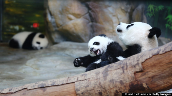 panda triplets