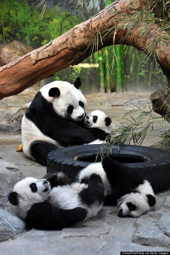 panda triplets