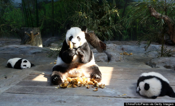 panda triplets