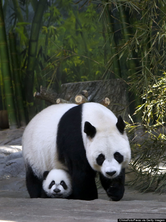 panda triplets