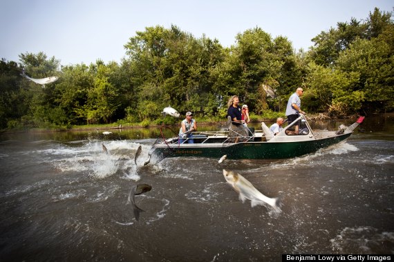 asian carp invasive