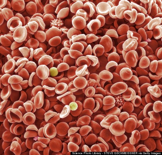 red blood cell