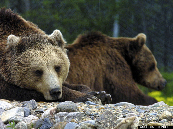 dancing bears park bulgaria