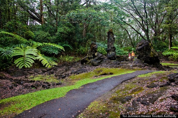 lava tree far