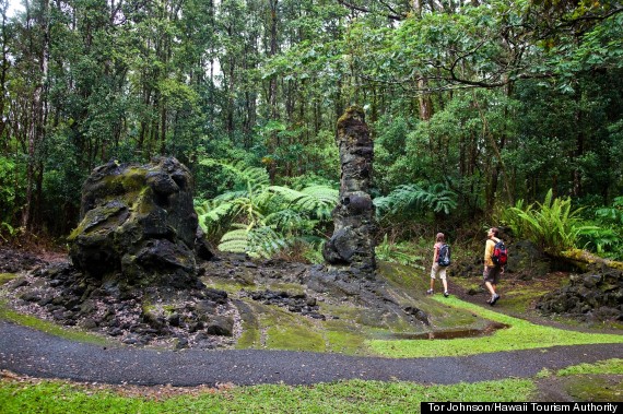 lava trees back