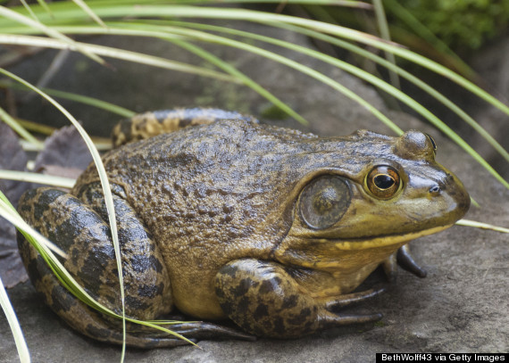 bullfrog